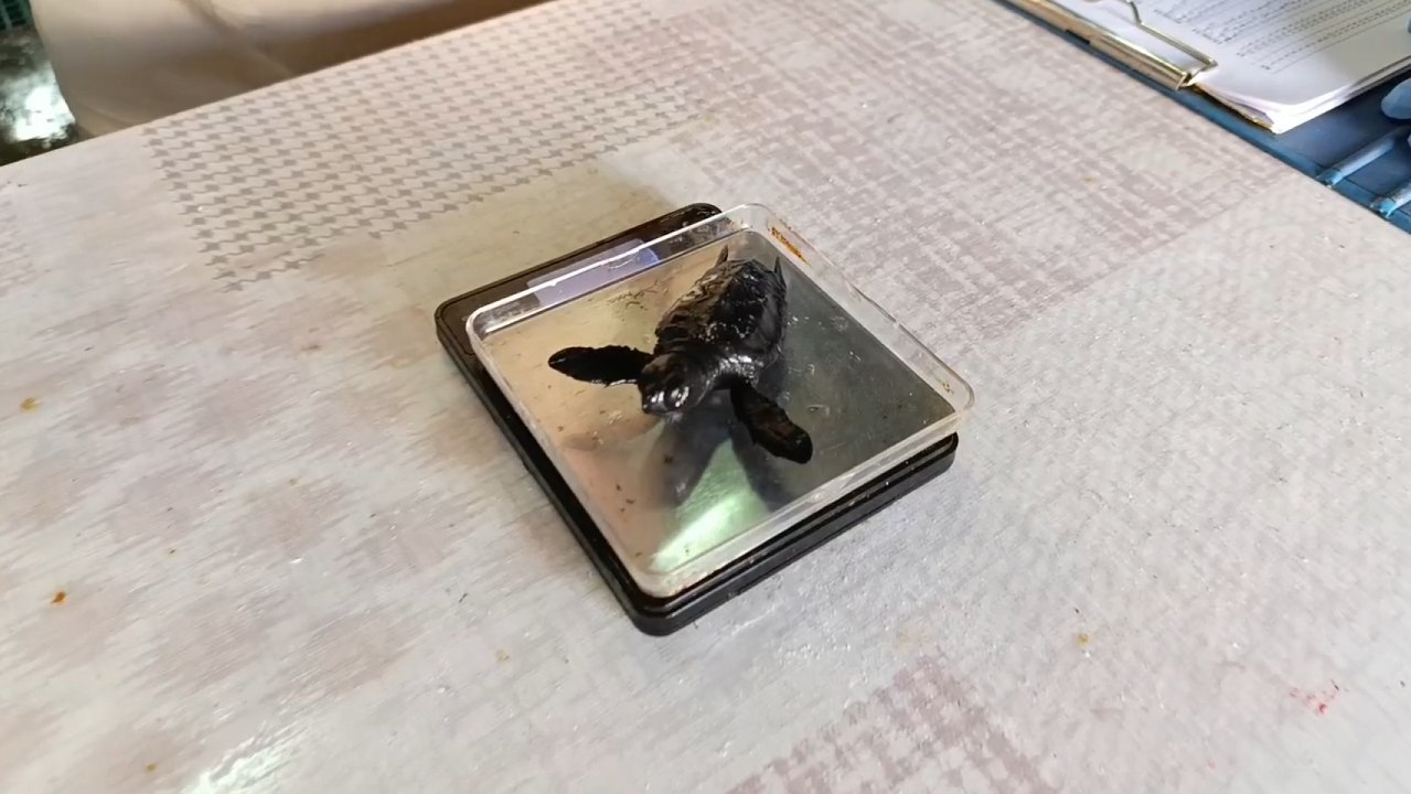 El veterinario Fernando Escribano alimenta y pesa 20 crías de tortuga boba en la a Estación de Acuicultura Marina de las Salinas de San Pedro.