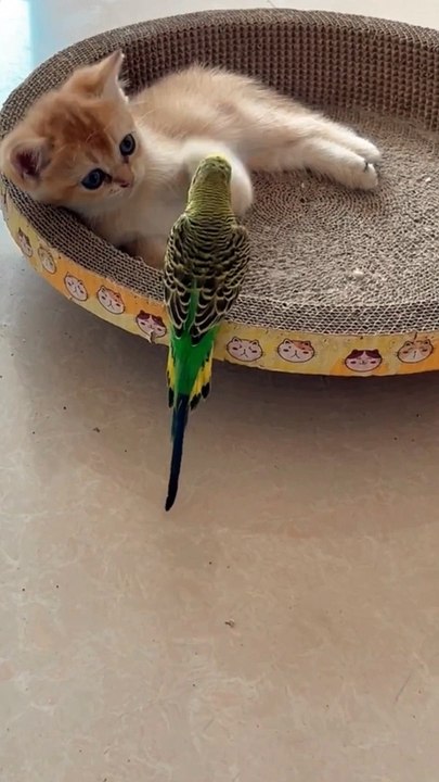 Funniest kitty cat 