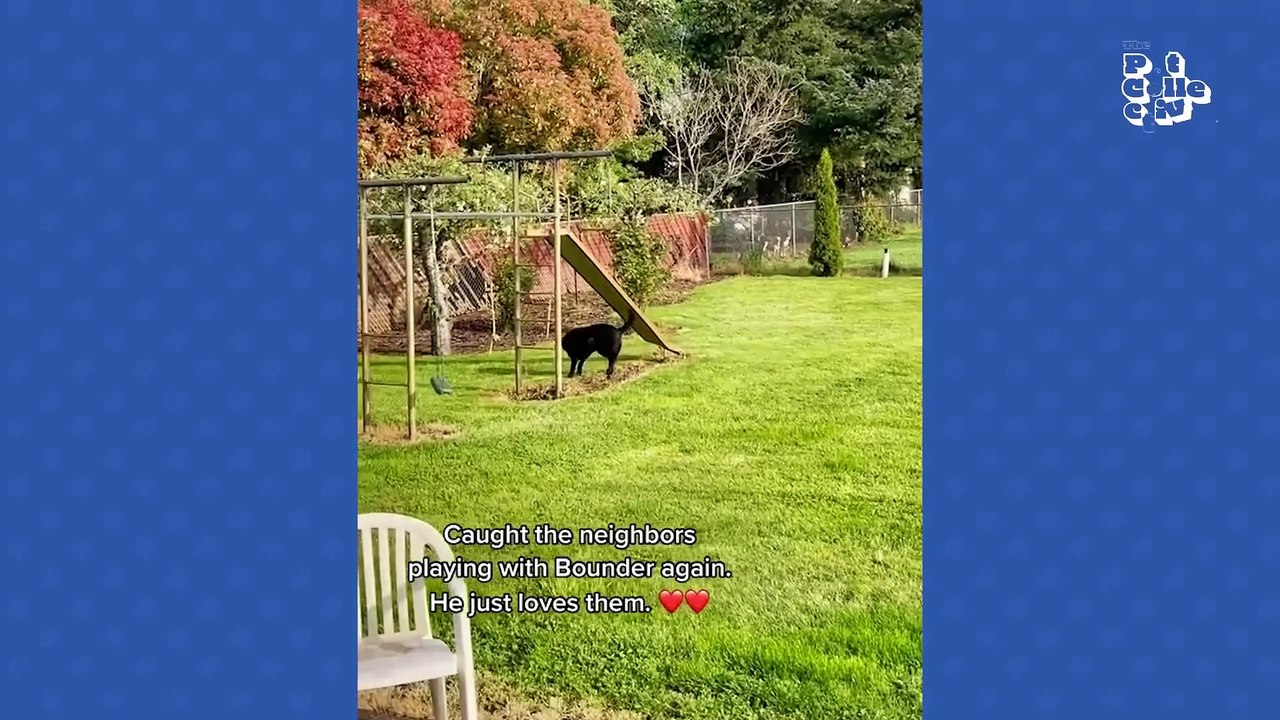 The FUNNIEST Animal Shorts Ever!  Laugh Out Loud with the Funniest Animal Shorts!