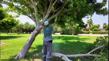 Uzmanlardan Antalya'daki palmiye ağaçlarına tepki: 'Bu kente ihanettir'