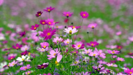  "Blooming Melody: A Flower Dance for Kids!" 