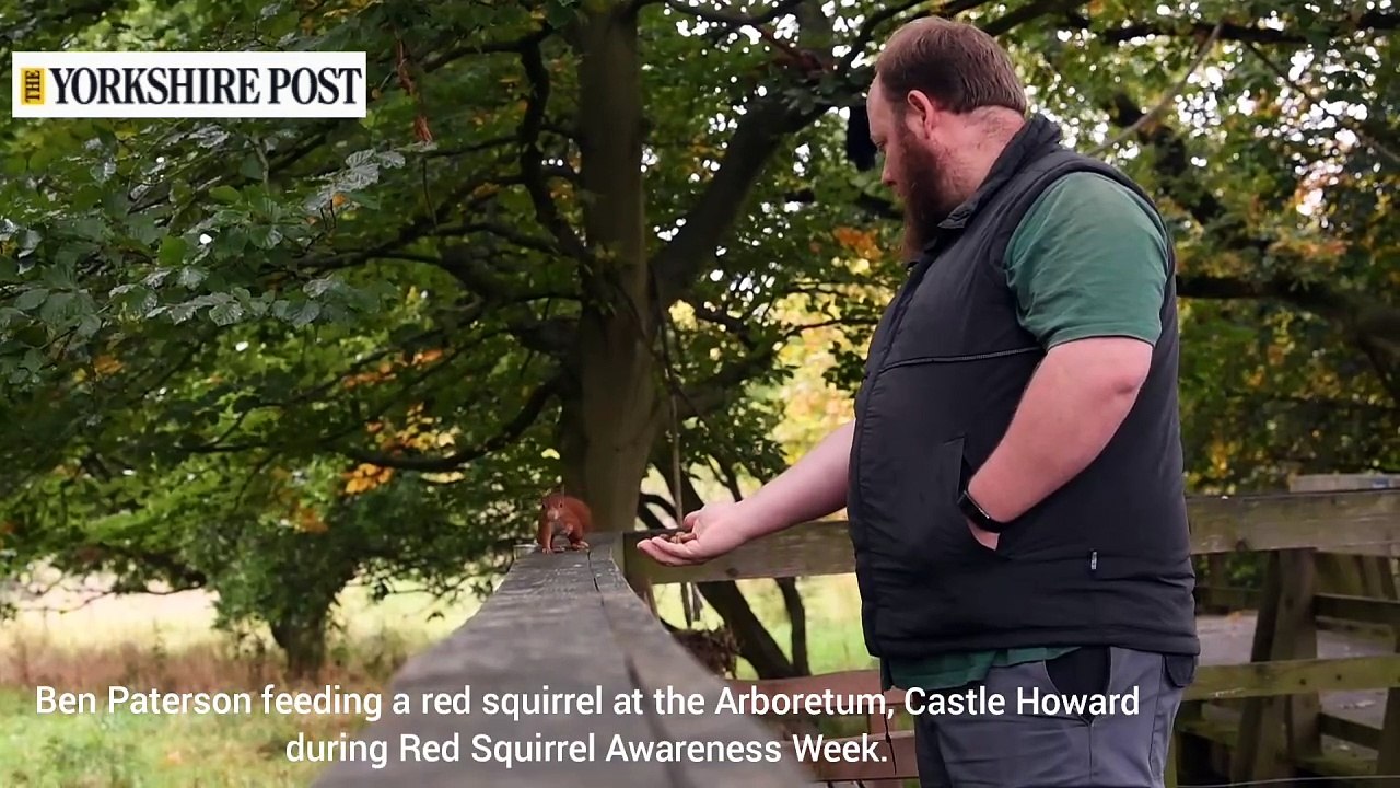 Red Squirrel Awareness Week at the Yorkshire Arboretum, Castle Howard