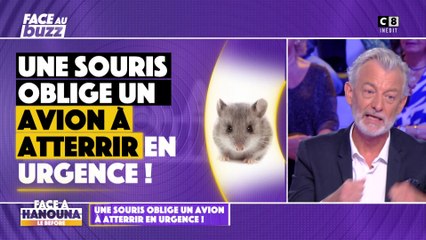 Une souris oblige un avion à atterrir en urgence !