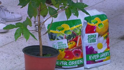 bd-publireportaje-evergreen-300924