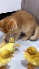 Funny cute kitten struggling to save duckling