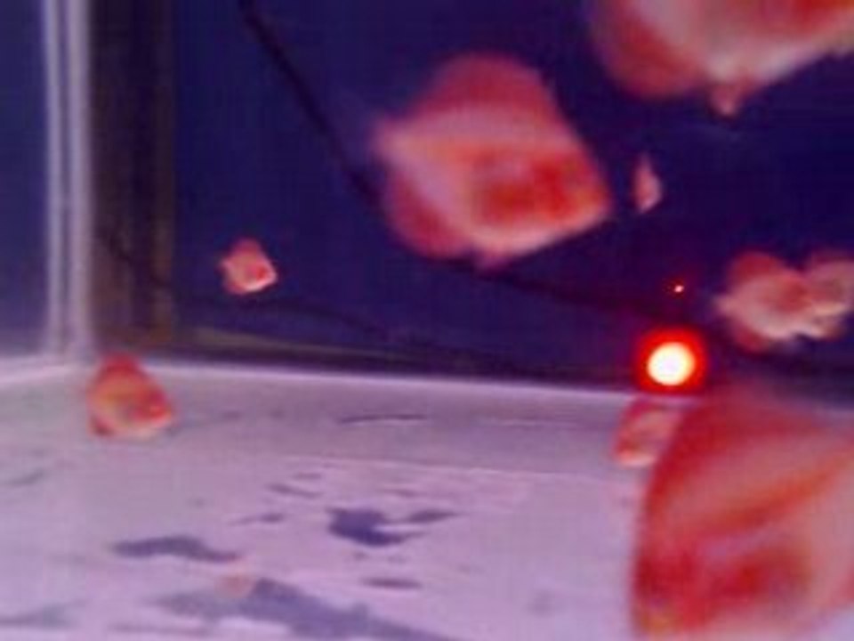 discus redmep Yavrular