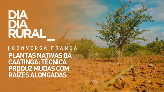 Plantas nativas da caatinga: técnica produz mudas com raízes alongadas