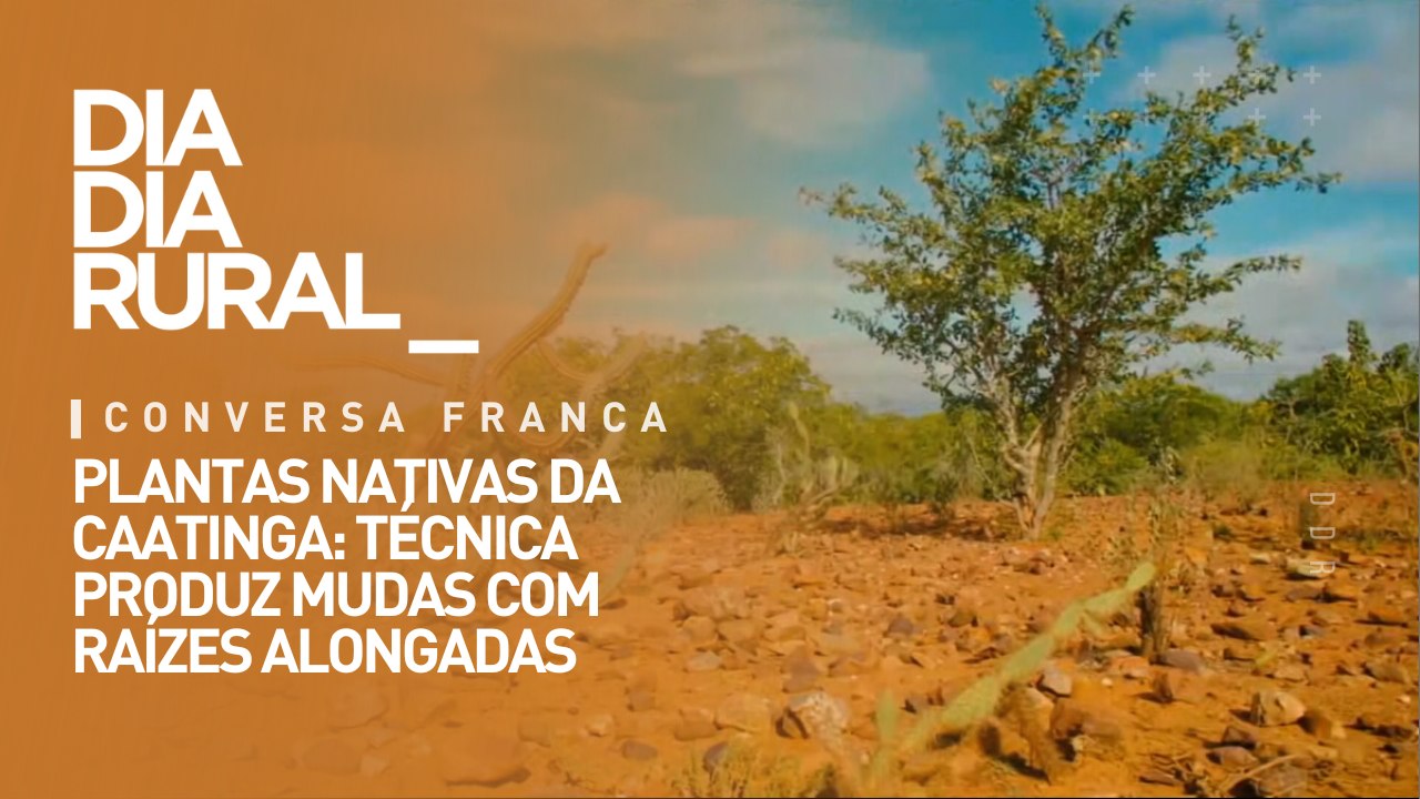 Plantas nativas da caatinga: técnica produz mudas com raízes alongadas