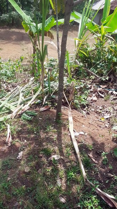 pohon sawo jumbo