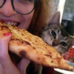 Teenage Mutant Ninja Cats