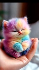 Amazing Funny Cats and Dogs