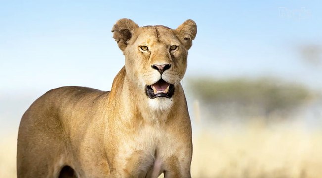 Zookeeper Mauled to Death by Lion After Leaving 'Safety Protection Gate Open' During Feeding: Reports