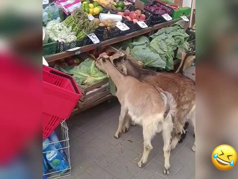 Funny goats enjoying vegetables