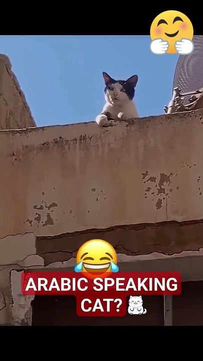 Arabic Speaking Cat  #shortsviral #trending #cat #arabic #muslim #animals  #cute #funny #shorts