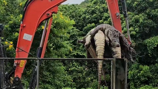 Cet éleveur thaïlandais tue 125 crocodiles pour protéger ses voisins