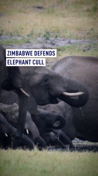 Zimbabwe defends elephant cull