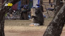 These Baboons Caught Red Handed Stealing From Family Campsite