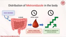 Distribution of metronidazole in the body