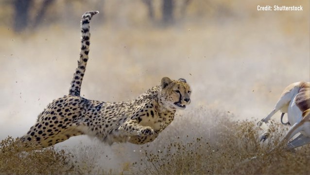 Why Cheetahs Are So Fast?