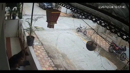 Ce chien est un très bon gardien