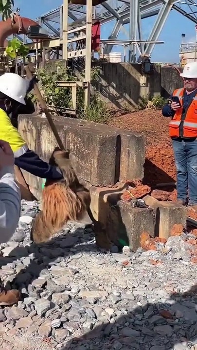 Un intrus insolite sur un chantier... adorable