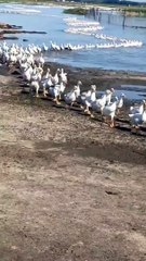 Ducks walks in a row