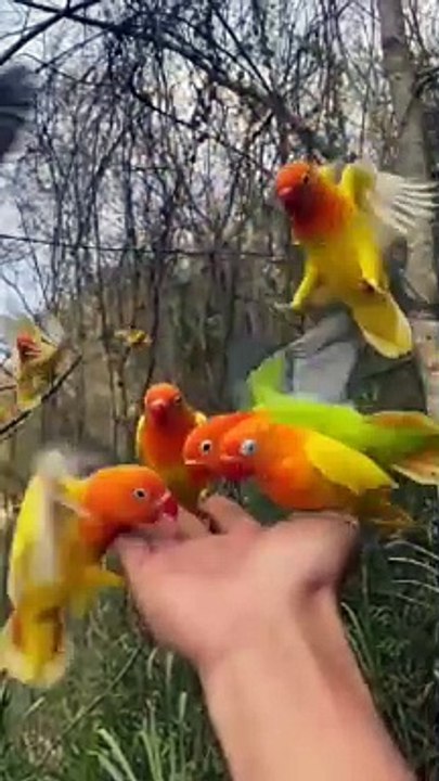 Small parrots