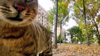 Cat with GoPro fights and asserts dominance - Compilation Douyin