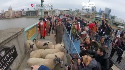 Ator Damian Lewis junta ovelhas na ponte de Londres para honrar a tradição medieval