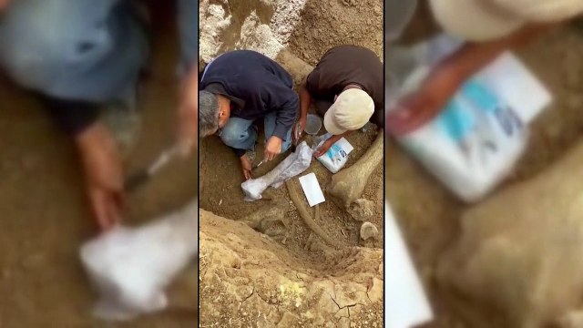 Restos de três mastodontes de mais de 11 mil anos são descobertos nos Andes peruanos