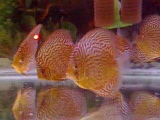 discus maze 11 months