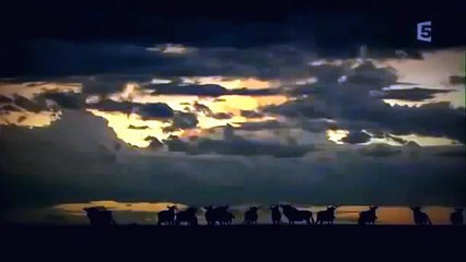 Des reines aux crocs d'acier ( documentaire animalier )