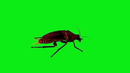 Cockroach Green Screen 4K