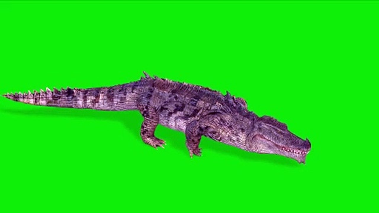 Crocodile Green Screen 4K