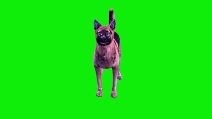 Dog Green Screen 4K