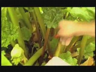 Rhubarbe hubert le jardinier