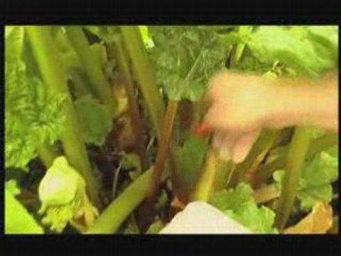 Rhubarbe hubert le jardinier