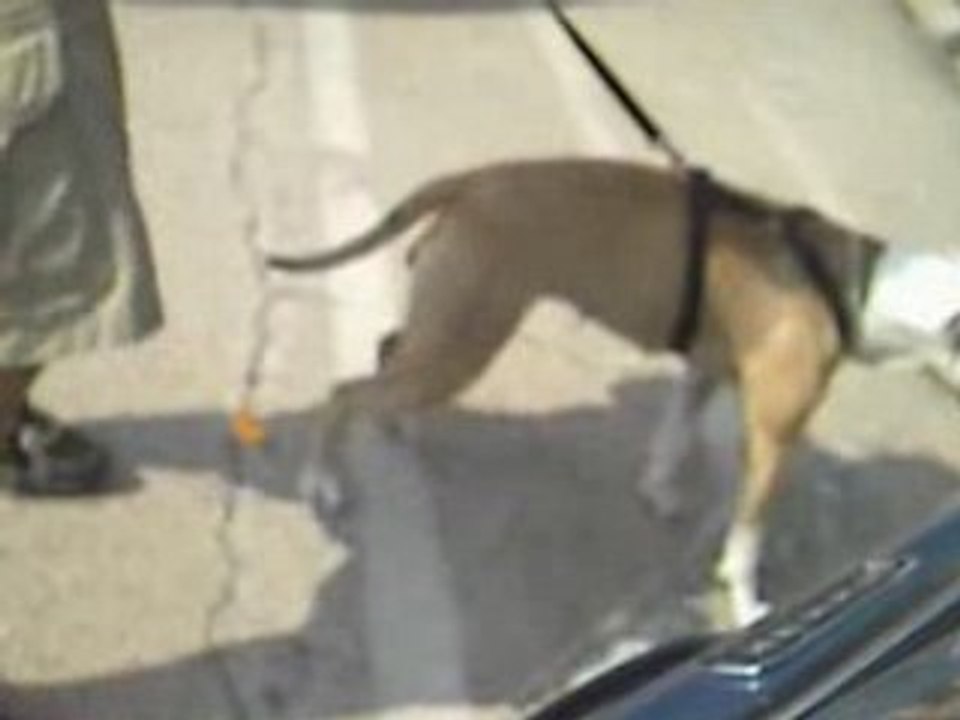 Le Pit Bull   Elle a un ans