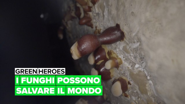 Green heroes: I funghi possono salvare il mondo