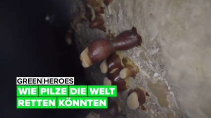 Download Video: Green Heroes: wie wir mit der Hilfe von Pilzen die Welt retten können