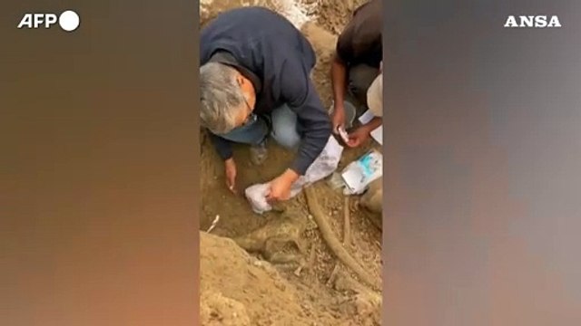 Peru', ritrovati i resti di tre mastodonti di oltre 11.000 anni fa