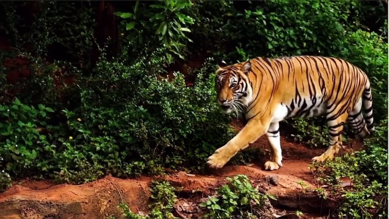 100 Wild Animals Names in english !! Learn Wild Animals Names in english @wi_HD