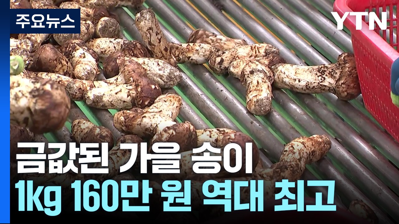 1kg 160만 원 '역대 최고가'...금값된 가을 송이 / YTN