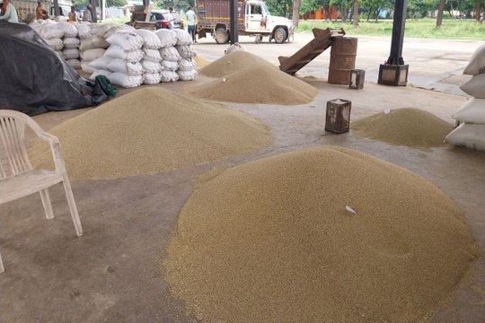 sawaimadhopur...बाजरे की आवक से मण्डी में लौटने लगी रौनक, दामों में 20 फीसदी तक तेजी