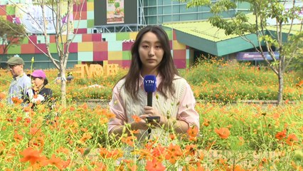 호숫가에 코스모스 '활짝'...가을 정취 즐겨요 / YTN