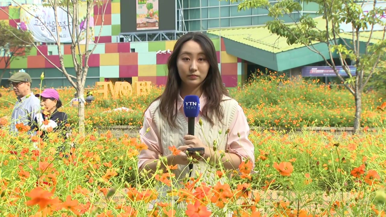 호숫가에 코스모스 '활짝'...가을 정취 즐겨요 / YTN