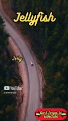 Animal Facts         Jellyfish         #shorts