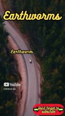 Animal Facts         Earthworms         #shorts