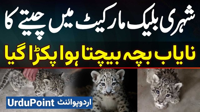 Black Market Mein Rare Baby Leopard Sell Karne Wala Pakra Gaya