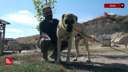 Küresel ısınma Kangal köpeklerinin renginin sararmasına neden oldu